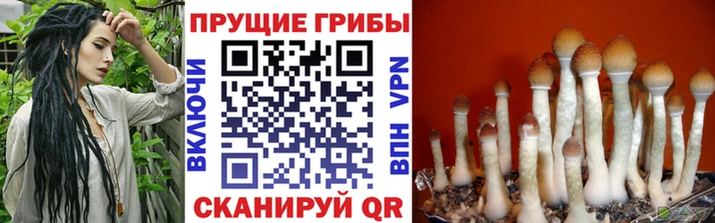 Купить где  Малгобек  Псилоцибиновые грибы мицелий 